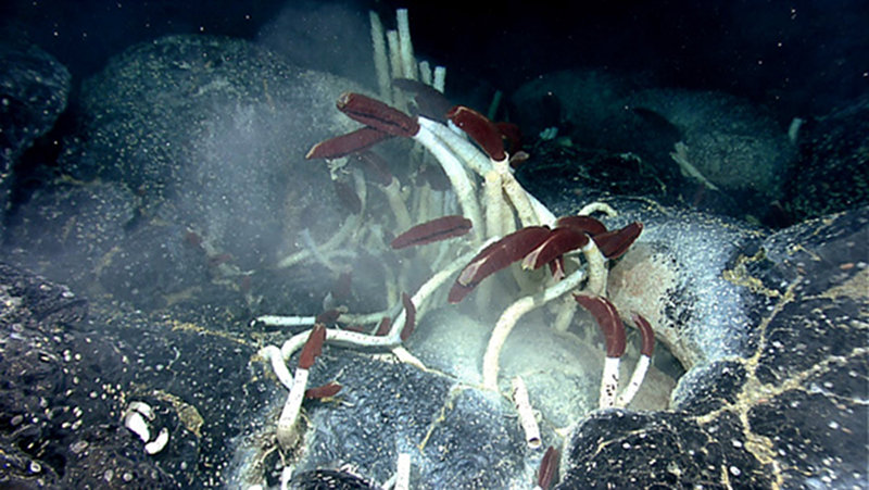 Riftia tubeworms colonize diffuse vent habitats between broken pieces of lava.