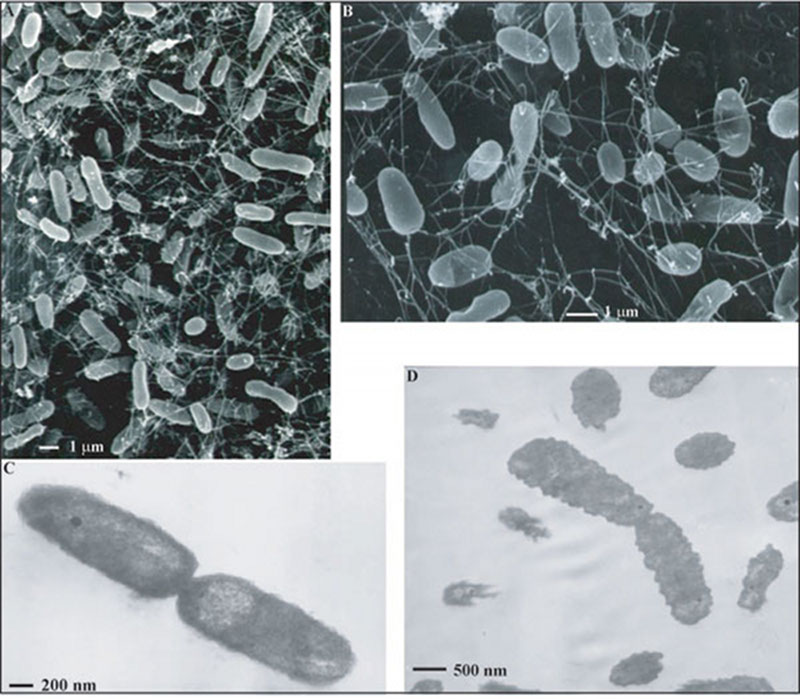 Photomicrographs of a subseafloor thermophile isolated from deep-sea hydrothermal vent fluids. This organism eats sulfur and hydrogen and fixes its own carbon from carbon dioxide. (A, B) Scanning electron micrographs, and (C, D) transmission electron micrographs thin sections.