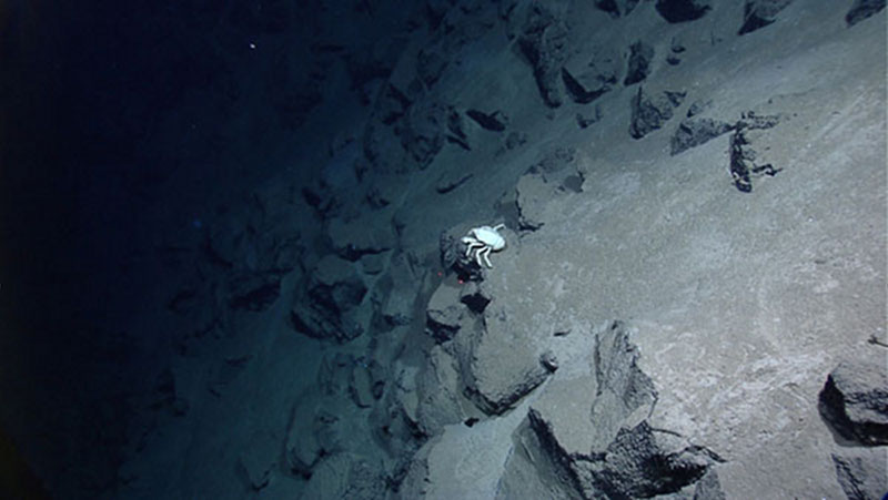 A white galatheid squat lobster perches upon fractured pillow basalt lava. Generally speaking, galatheids are scavengers found worldwide, but they can be found in high abundance near hydrothermal vents, where food is plentiful. The red laser dots are 10cm apart.