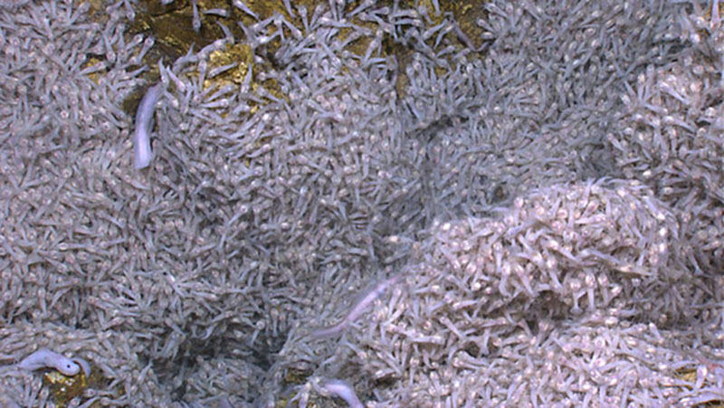 An abundance of Rimicaris sp. shrimp are clustered around an area of diffuse flow at the Von Damm vent site. These shrimp are about 10 centimeters long and eat chemosynthetic bacteria that are grown on their own bodies. There are also some zoarcid eelpout fish seen among the shrimp.