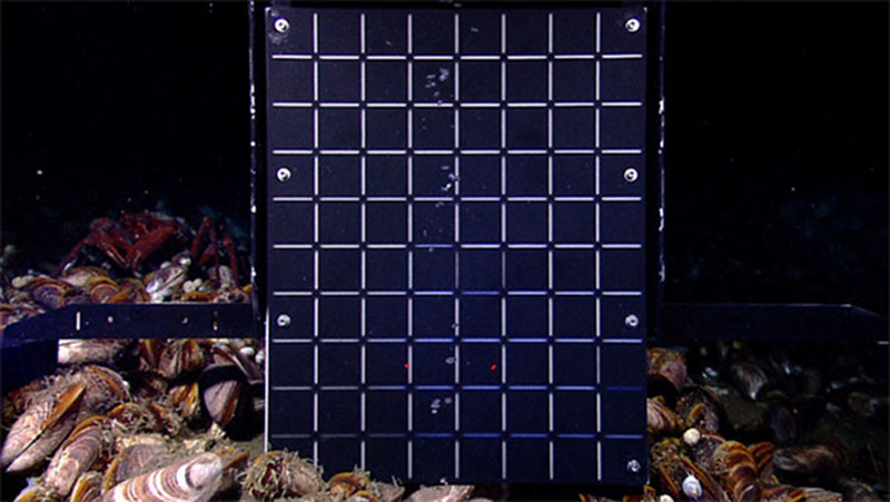 Gas bubbles from a natural seep rise up in front of a calibrated grid added to the front of the Little Hercules remotely operated vehicle, enabling the collection of imagery data that will allow scientists to assess sizes and rates of bubble escape from a seep. 