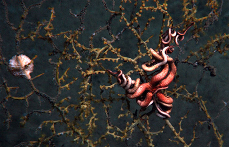 In 2010, the Jason ROV imaged a site downstream from the plume flowing from the Macondo well. Scientists found deep-sea corals showing signs of recent and severe impact.