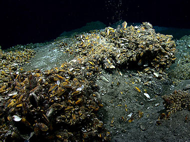 Overview of extensive chemosynthetic mussel communities colonizing carbonate and sedimented mounds at a seep site south of Norfolk Canyon.