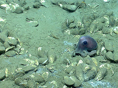 A newly discovered mussel bed with octopus Graneledone verrucosa and brittle stars on sediment and white microbial mat at a seep site south of Norfolk Canyon.