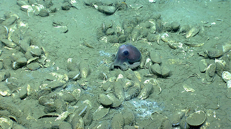 A newly discovered mussel bed with octopus Graneledone verrucosa and brittle stars on sediment and white microbial mat at a seep site south of Norfolk Canyon.