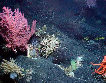 Deep-sea Corals