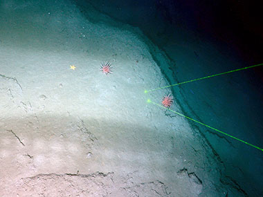 TowCam image of part of the landslide scarp from which the above material was dislodged.