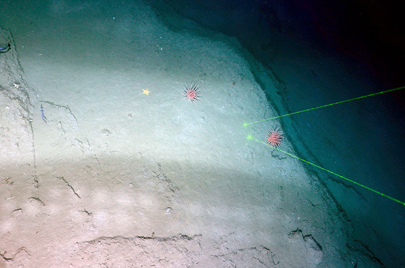 TowCam image of part of the landslide scarp from which the above material was dislodged.