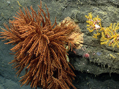 A large black coral and two Paramuricea corals in Oceanographer Canyon.