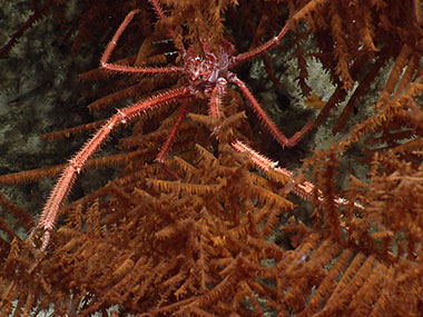 A squat lobster hangs out in a black coral more than a kilometer underwater.