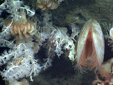 A bivalve surrounded by cup corals and soft corals are attached to a steep cliff face. A squat lobster is associated with soft coral on the lower left, and a jellyfish swims to the left of the bivalve.