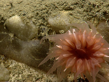 Desmophyllum (cf.) dianthus (cup coral) is a solitary deep-sea scleractinian, or stony, coral common along the walls of Alvin Canyon.