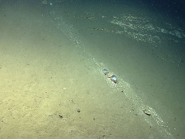 Recent sediment transport down the wall of Lydonia Canyon. The bivalve in the center of the image were carried downslope as part of the sediment flow.