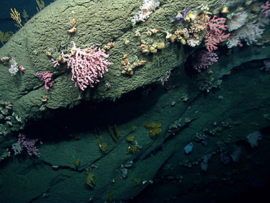 Diverse deep-sea coral and sponge habitats were imaged in the canyons explored during the Northeast U.S. Canyons 2013 Expedition. In this image from Hydrographer Canyon, a rock face is shown with a diversity of octocorals (soft corals and sea fans) and cup corals.