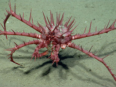 A king crab explores the soft sediment.