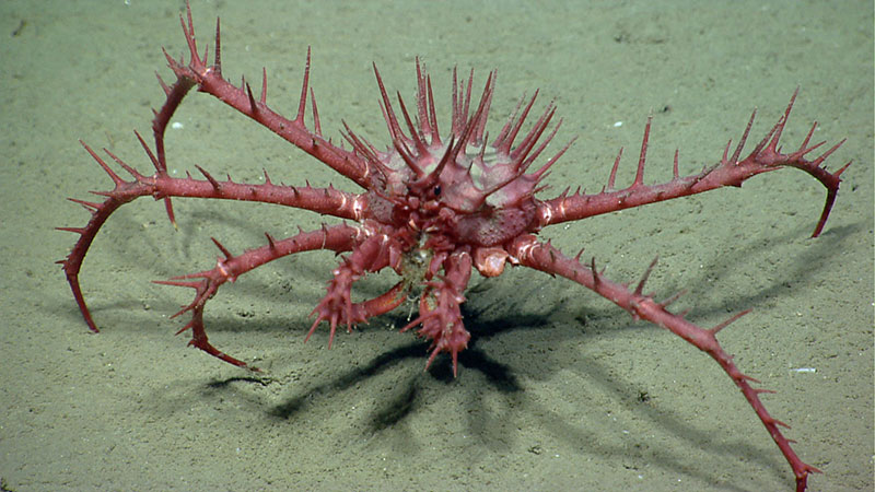 A king crab explores the soft sediment.