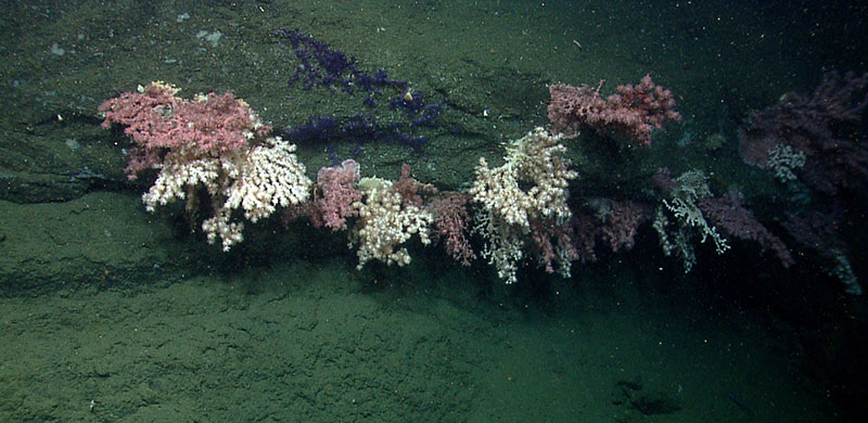 Abundance and diversity of corals are just some of ecosystem characteristics that can be gleaned from the live Okeanos Explorer feeds.