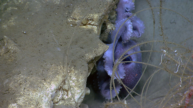 Longlines, such as the one seen here, can cause injury to coral.