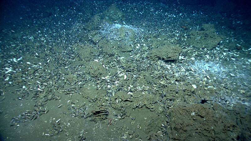 Massive carbonates (brown rocks), live and dead mussels, and white bacterial mats were found at a seep site explored by D2 on July 11, 2013.