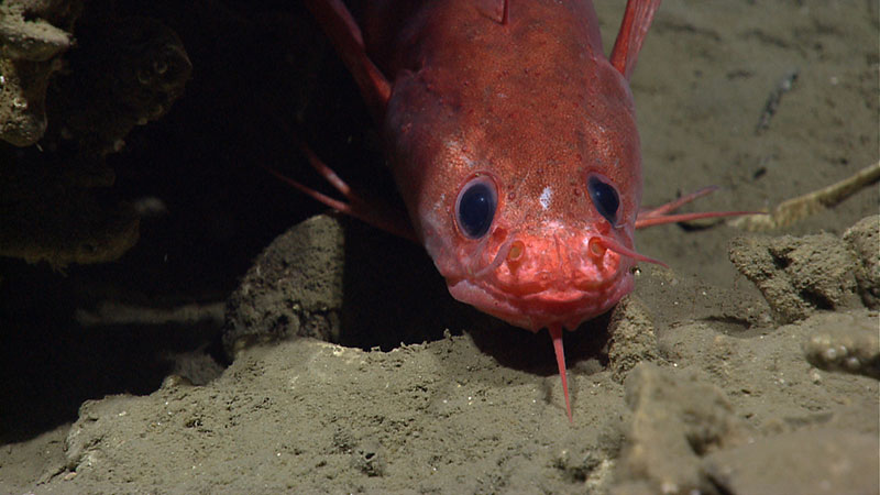 Several different fish species, including this Gaidropsarus peaking out from under a carbonate rock, were observed during the expedition.