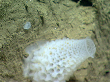 A coral recruit and a glass sponge along the wall of Hydrographer Canyon.