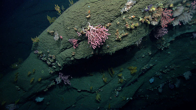 Hydrographer Canyon proved to be a diverse habitat for deep-sea corals.