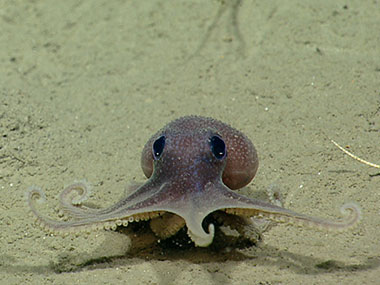 A baby octopus (Graneledone verrucosa) moves across the seafloor as ROV Deep Discoverer explores Veatch Canyon.