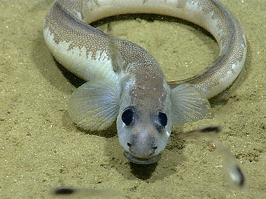 An eel pout, Lycenchelys paxillus, poses for ROV Deep Discoverer’s cameras.