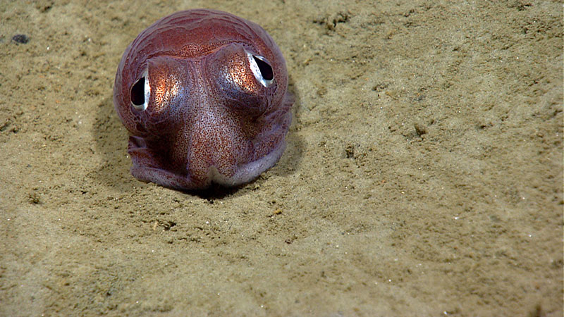 Throughout the expedition we have seen several cephalopods, but few have been as cute as this bobtail squid!