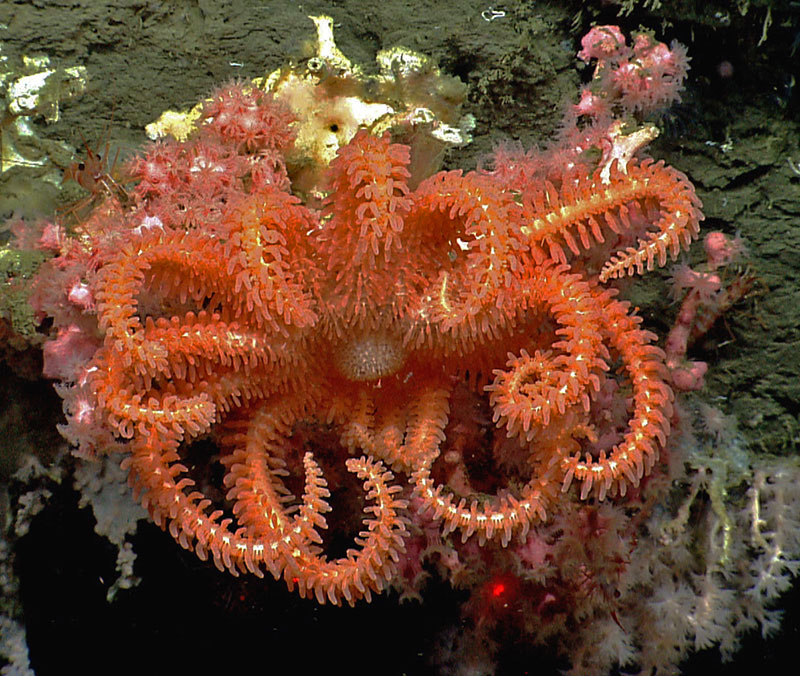 A brisingid seastar rests on a small bubblegum coral in Hydrographer Canyon.