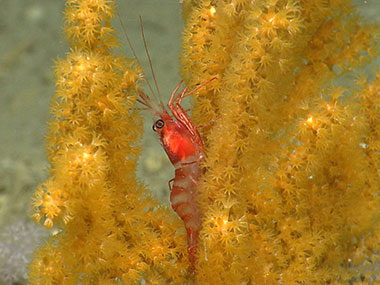 A shrimp rests on octocoral in Hydrographer Canyon.