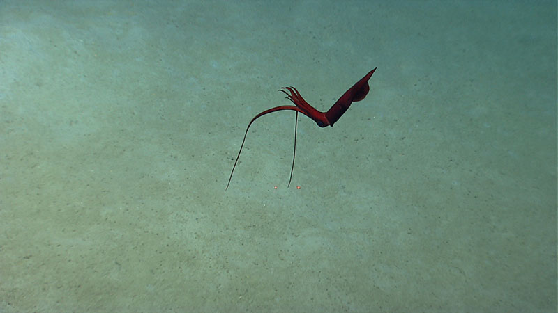 Whiplash (Mastigoteuthis) squid waits in the water column while hunting.