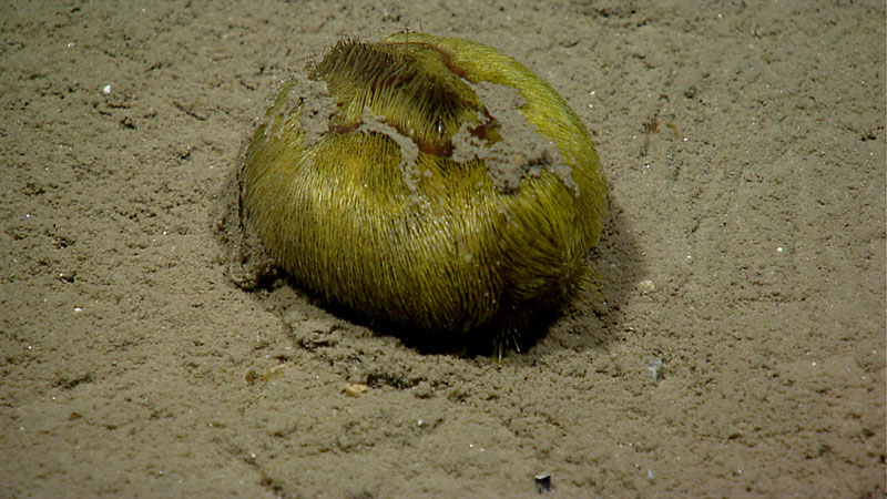 We encountered a lime green heart urchin in Veatch Canyon.