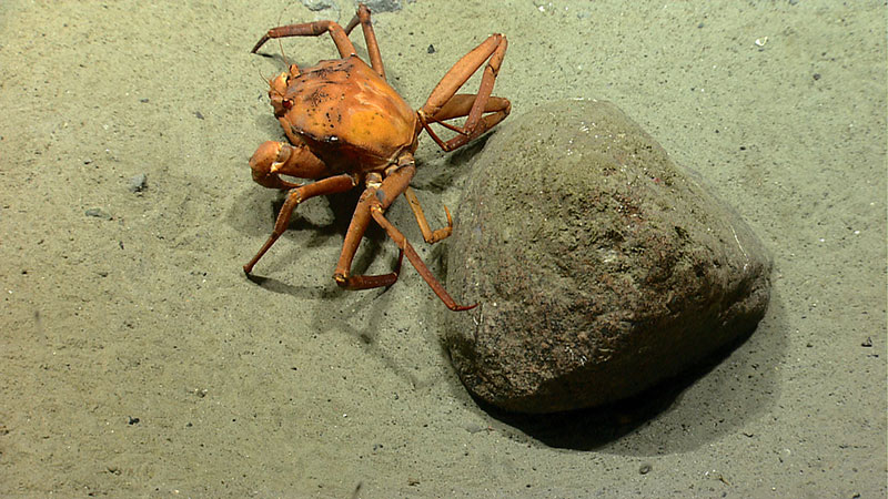 Round igneous rock, most likely dropped from a melting iceberg, sitting in soft sediments within one of the pockmarks investigated during Dive 02 in water depths between 500 and 650 meters.