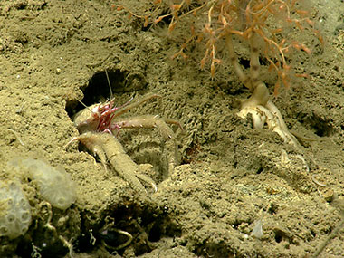 The seafloor in this image is a mix of semi-consolidated to consolidated material overlain by sediment, providing a number of different types of habitats for sessile and mobile fauna.