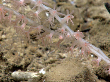 Dive 11: Sigsbee Escarpment