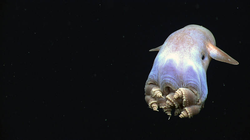 Identified as the biology highlight of the cruise by many of our scientists and viewers alike, this dumbo octopus displayed a body posture that has never before been observed in cirrate octopods.