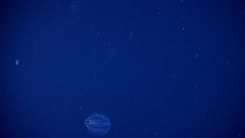 Ctenophores, very common on the continental shelf and in estuaries along the U.S. East Coast, are also found in the canyons. These animals, often called comb jellies, move through the water using their rows of cilia.