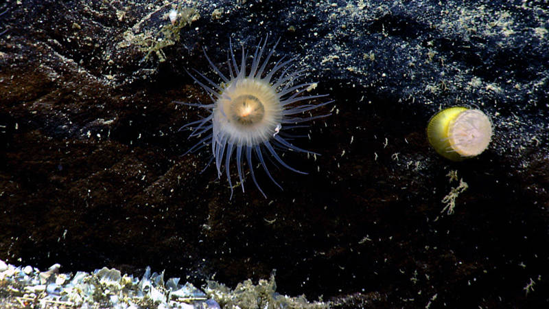 A pair of “true” sea anemones attached to the side of a rock at 2125 meters depth on Retriever Seamount. The anemone on the right has its tentacles folded over the mouth, showing the yellow-colored body, whereas the one on the left has the tentacles fully extended, showing the slit-like mouth opening in the center of the oral disk.