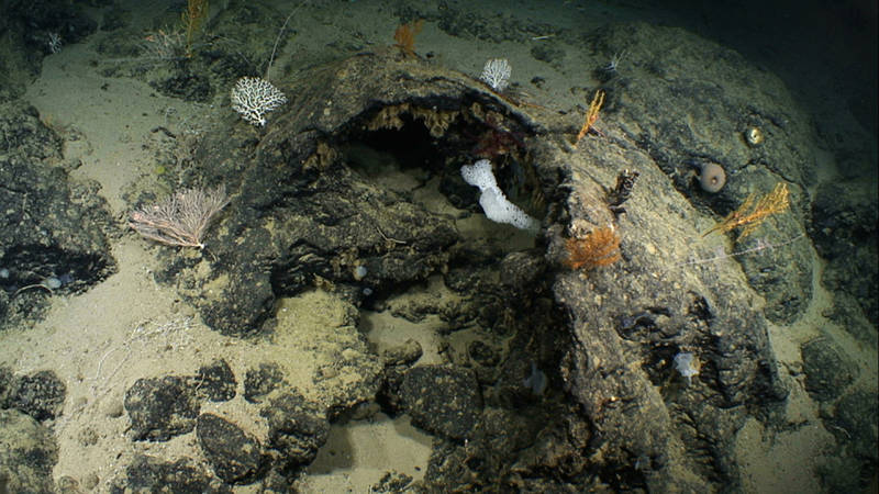 Kelvin Seamount Pillow Lava Drainbacks.