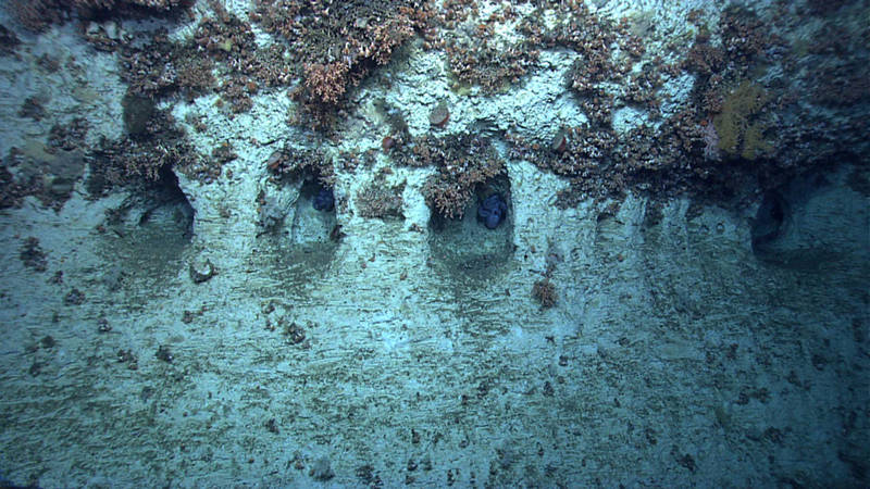 Unnamed Canyon Octopus Grotto: Geology can’t take full credit for this exciting interval. The octopi inhabiting every nook and cranny certainly made this series of caves interesting for geologists, biologists and non-scientists alike. Behind the scenes this find also led to a string of emails and chat room discussions of various hypotheses for the formation of the caves.