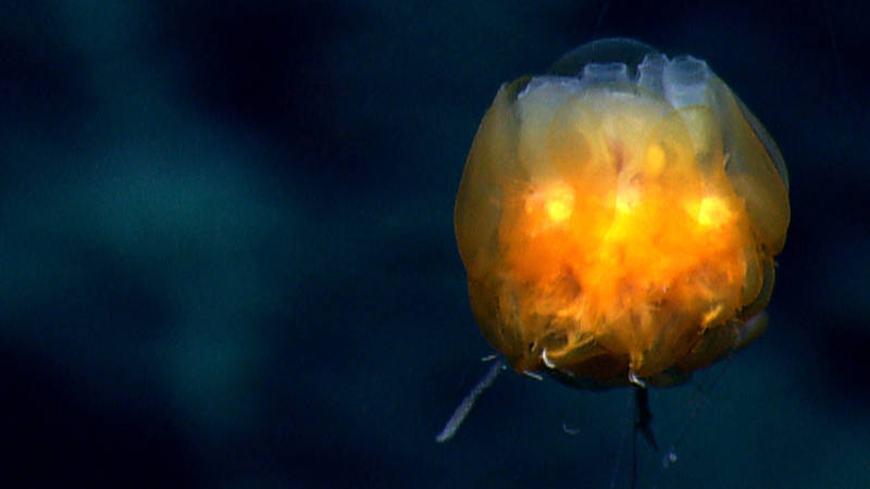 During our dive at Gosnold Seamount, D2 descended on a seafloor densely populated with a diversity of deep-sea corals and sponges.