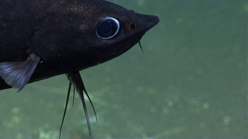 Close up of a blue hake.