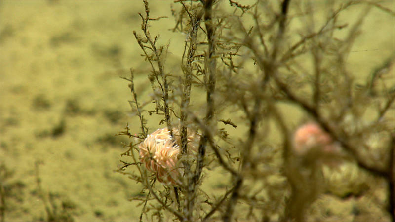 Nudibranchs on a large hydroid colony. Nudibranchs are some of my favorite animals to see while scuba diving and these were my first deep-sea nudibranchs!