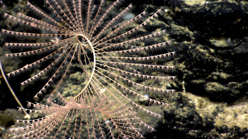 One of the most beautiful deep sea corals, iridogorgia (a type of octocoral) creates large spirals as it grows. This coral was fairly common during our dives on the New England Seamounts.