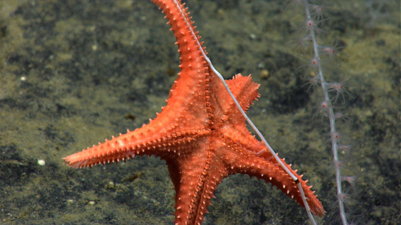 A rarely document instance of sea star predation on bamboo coral.