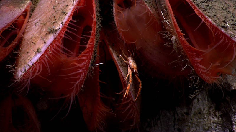 A tiny squat lobster rests in a group of bivalves under a ledge in McMaster Canyon. For scale reference, these bivalves are each about the size of a fist.