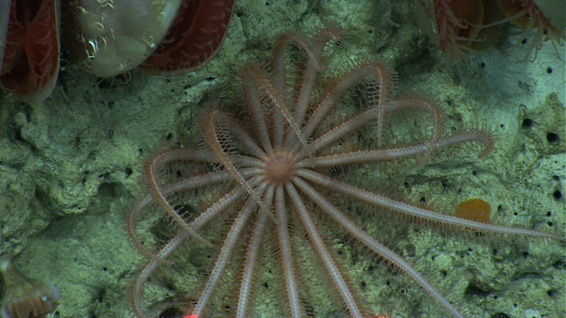 Brisingid Sea Stars