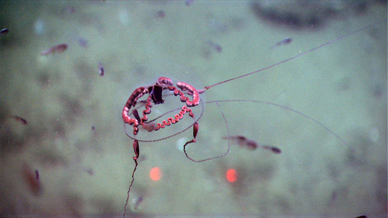 Here you can see some of the diagnostic features of C. welshi, like the S-shaped radial canals and gonads running along the inside of the bell. The red dots in the background are 10 cm apart and are used for scaling.