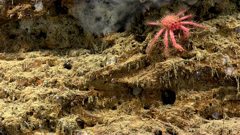 A juvenile King Crab in Phoenix Canyon.